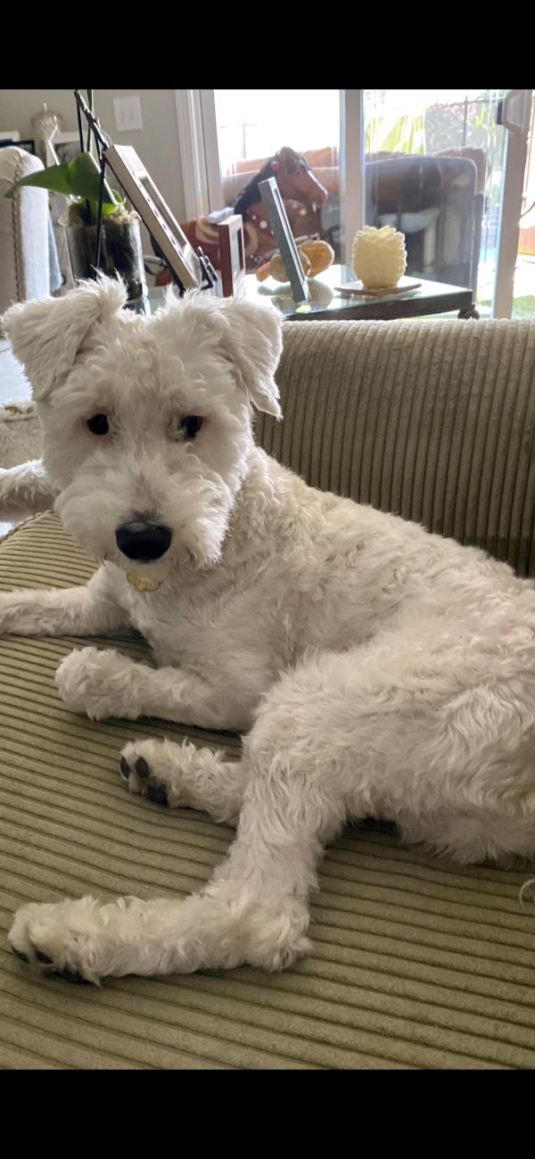 /Images/uploads/Friends of Seal Beach Animal Care Center/2022sbacc/entries/20181thumb.jpg